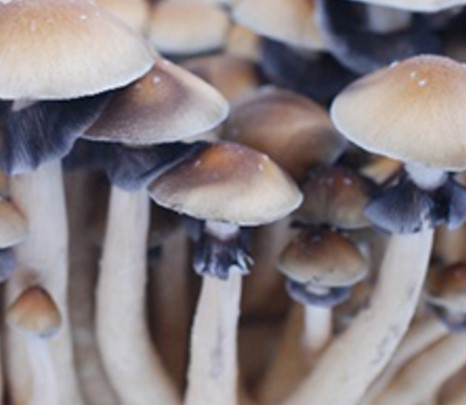 Psilocybe Cubensis Hawaii